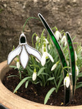 Snowdrop (for 'planting')